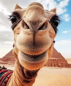 Camel Face Diamond Painting