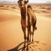 Camel In Desert Diamond Painting