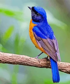 Cute Fujian Niltava Bird Diamond Painting