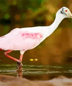 Flat Billed Bink Bird Diamond Painting