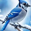 Florida Blue Jay Art Diamond Painting