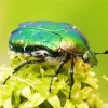 Green June Beetle Diamond Painting
