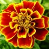 Harlequin Marigold Flower Diamond Painting