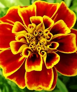 Harlequin Marigold Flower Diamond Painting