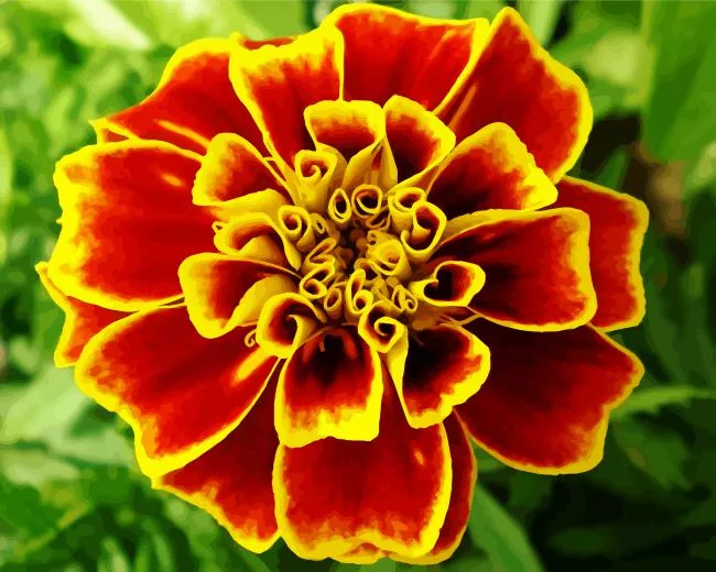 harlequin marigold flower Diamond Paintings Harlequin Marigold Flower Diamond Painting