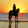 Horse Beach Diamond Painting