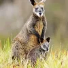 Kangaroo And Baby Diamond Painting
