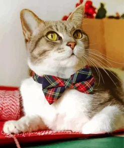 Kitten With Bowtie Diamond Painting