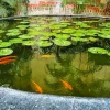 Koi Fishes Pond Diamond Painting