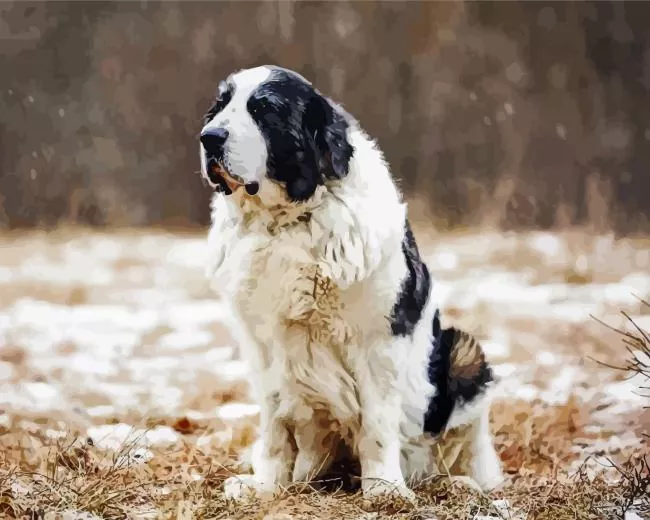 landseer dog Diamond With Numbers Landseer Dog Diamond Painting