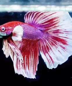 Lavender Betta Fish Diamond Painting