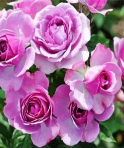 Lavender Roses Diamond Painting