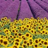 Lavenders And Sunflowers Diamond Painting
