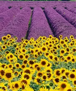 Lavenders And Sunflowers Diamond Painting