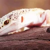 Leopard Gecko Diamond Painting