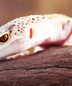 Leopard Gecko Diamond Painting
