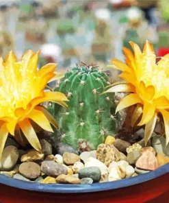 Lobivia Oxyalabastra Diamond Painting