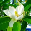 Magnolia Tree Diamond Painting
