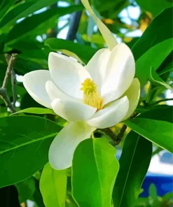 Magnolia Tree Diamond Painting