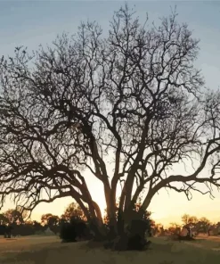 Manketti Tree Diamond Painting