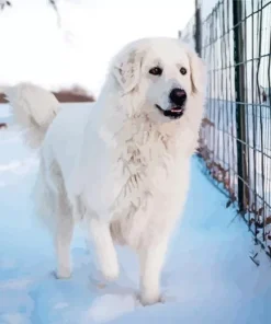 Maremma Sheepdog Puppy Diamond Painting