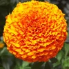 Marigold Flower Diamond Painting