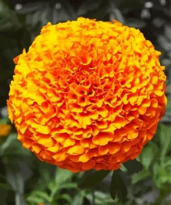 Marigold Flower Diamond Painting