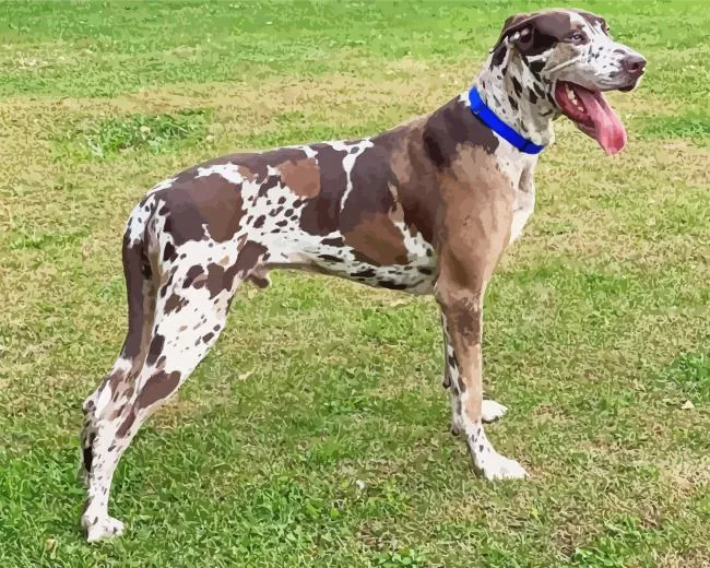 merle great dane Diamond Paintings Merle Great Dane Diamond Painting