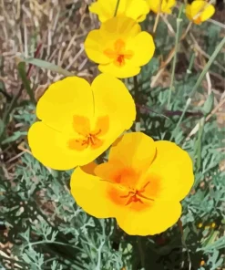 Mexican Gold Poppies Diamond Painting