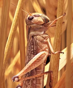 Migratory Locust Diamond Painting