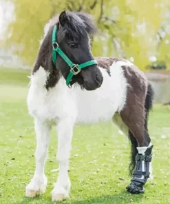 Miniature Horse Diamond Painting