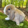 Miniature Lop Bunny Diamond Painting
