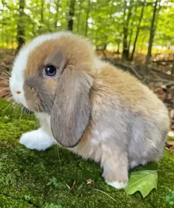 Miniature Lop Bunny Diamond Painting