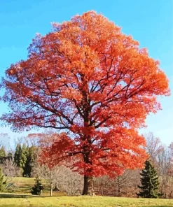 Oak Tree Diamond Painting