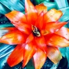 Orange Bromeliad Plant Diamond Painting