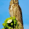 Owl On Cactus Diamond Painting