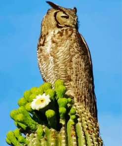 Owl On Cactus Diamond Painting
