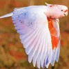 Pink Cockatoo Bird Diamond Painting