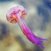 Pink Jellyfish Diamond Painting