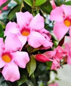 Pink Mandevilla Flowers Diamond Painting