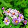 Purple Aster Flowers Diamond Painting