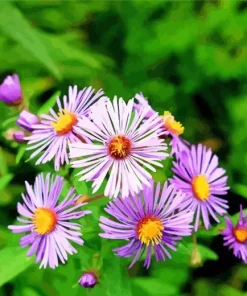Purple Aster Flowers Diamond Painting