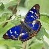 Purple Emperor Butterfly Diamond Painting
