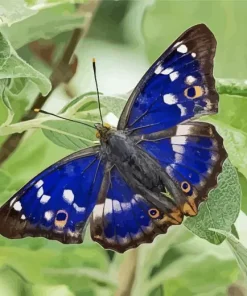 Purple Emperor Butterfly Diamond Painting