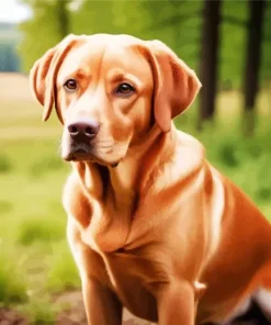 Red Fox Labrador Diamond Painting