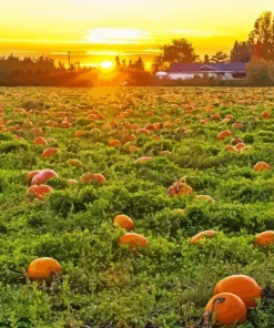 Texas Countryside Diamond Painting