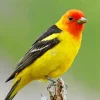 Western Tanager Bird Diamond Painting