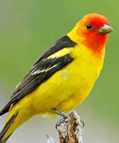 Western Tanager Bird Diamond Painting