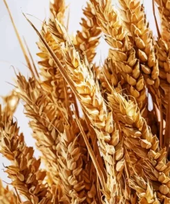 Wheat Field Diamond Painting