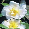 White Camellia Flowers Diamond Painting